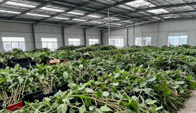 农产品供应维护技巧：5个检查要点确保品质稳定