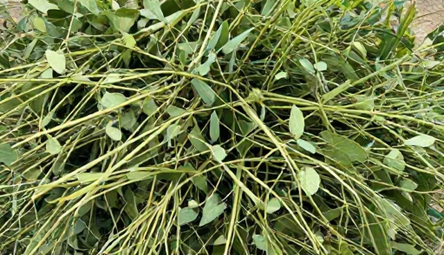 苗木种植：如何提升种植技术与维护效果