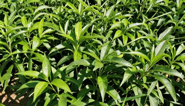 水果种苗的种植与管理过程解析
